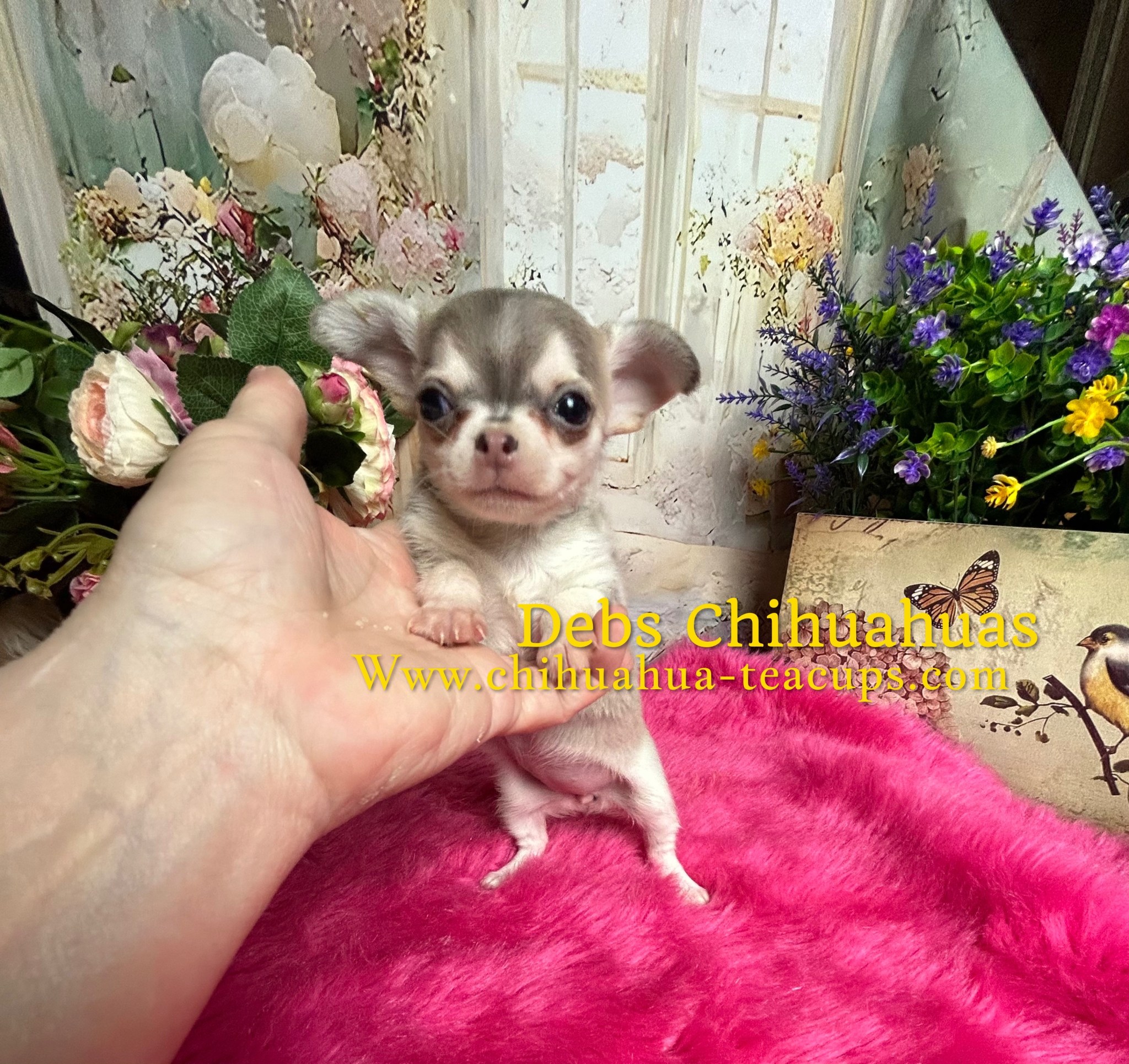 teacup-chihuahua-puppies-for-sale