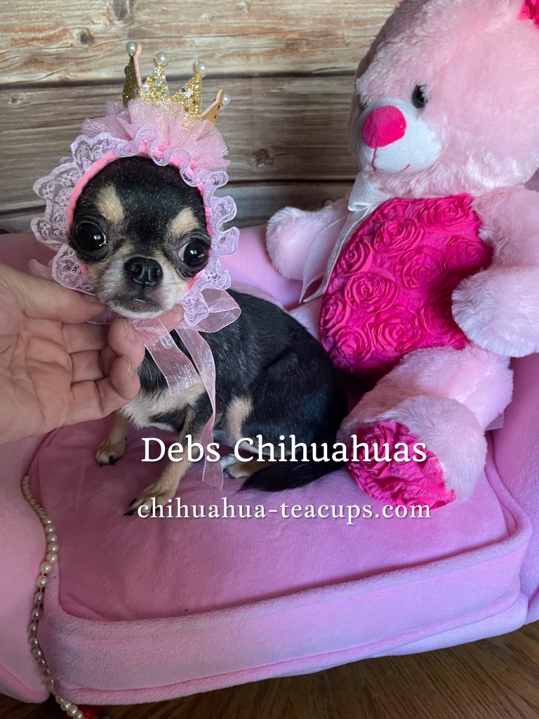 Www.chihuahua-teacups.com